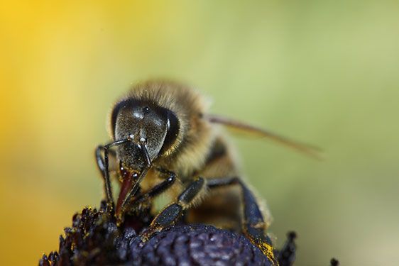 Makroaufnahme Biene